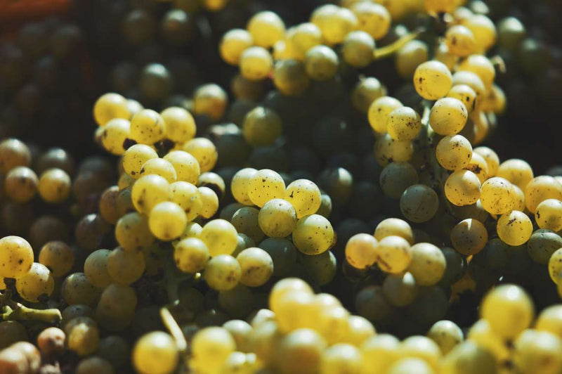 ワインパミスビール 