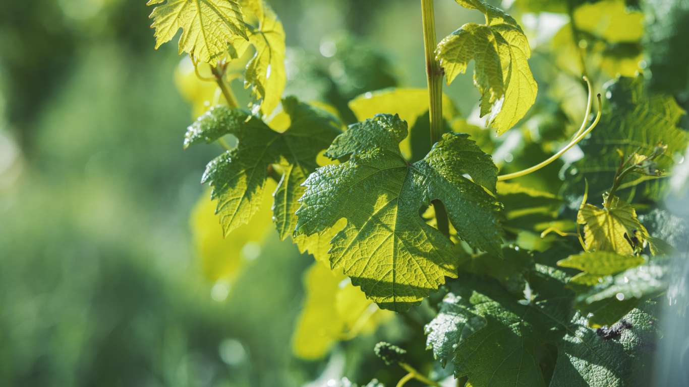 パララックスイメージ