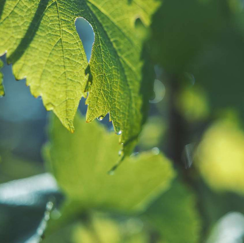 ワインリーフティー - second image